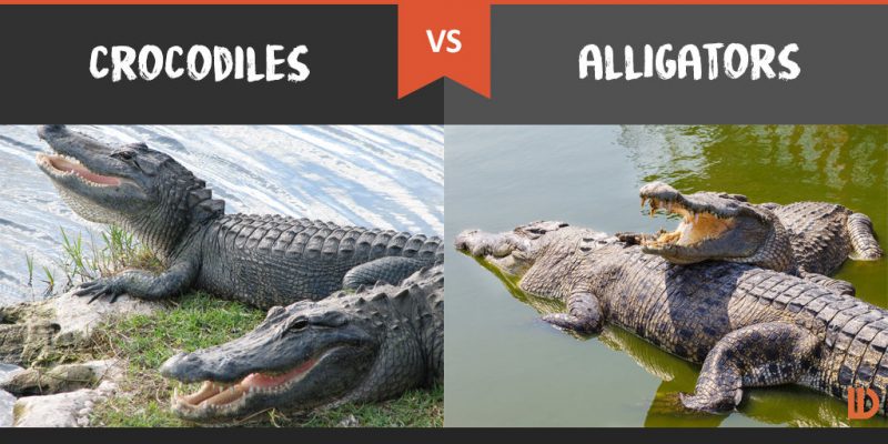 crocodiles-vs-alligators-800x400.jpg.